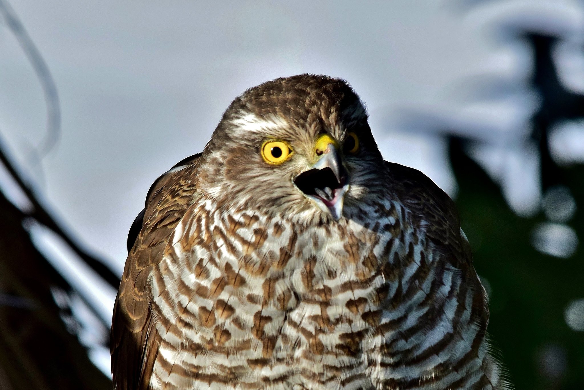 Habicht 3
