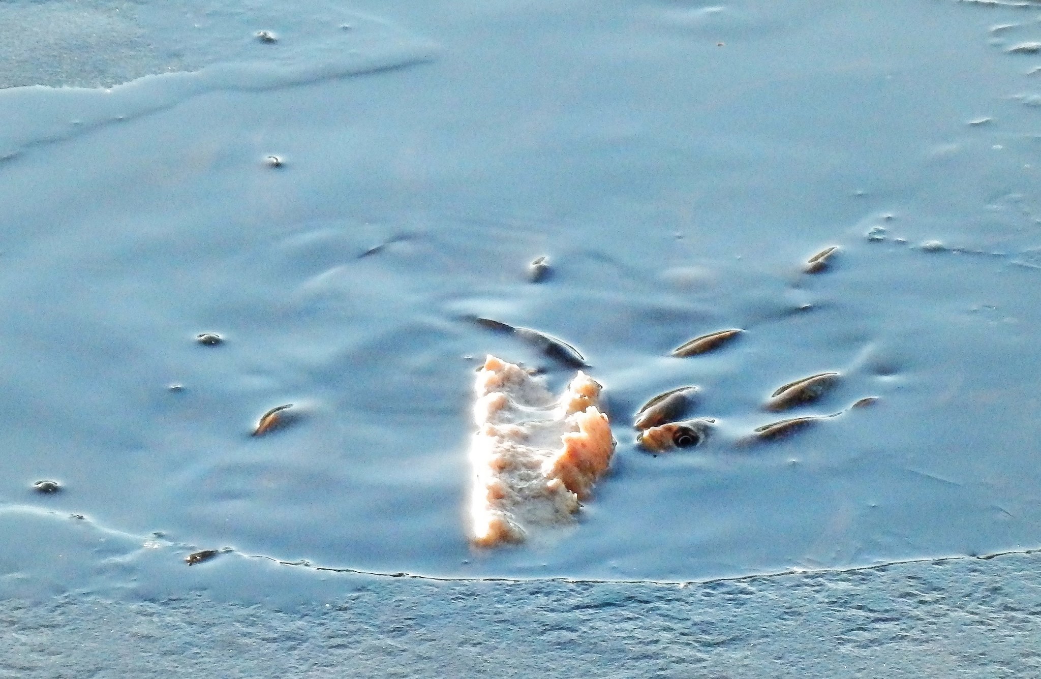 "coole Jause" Fische schnappen nach Brotresten im Stegersbacher Teich