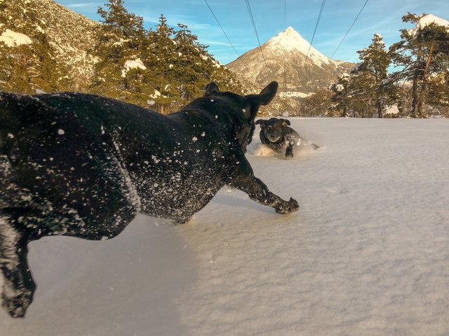 Die aktuellen Schneehöhen sorgen da und dort für Probleme. Vierbeiner haben aber ihre helle Freude damit, wie Enzo und Budi aus Mils beweisen, wenn sie am Fuße des majestätischen Tschirgants durch die Winterpracht toben. | Foto: Bernhard Schöpf