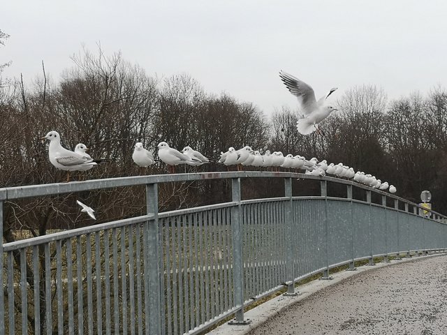 Diese Vögel scheinen ein geheimes Meeting an der Traisen abzuhalten. Über welche Themen sie sich wohl unterhalten?
