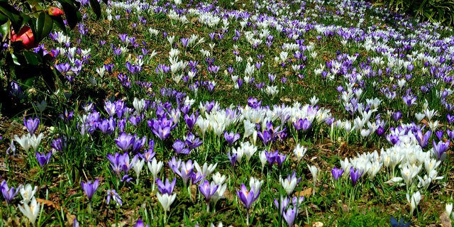 Monika Vallant  gestern den Frühling gefunden