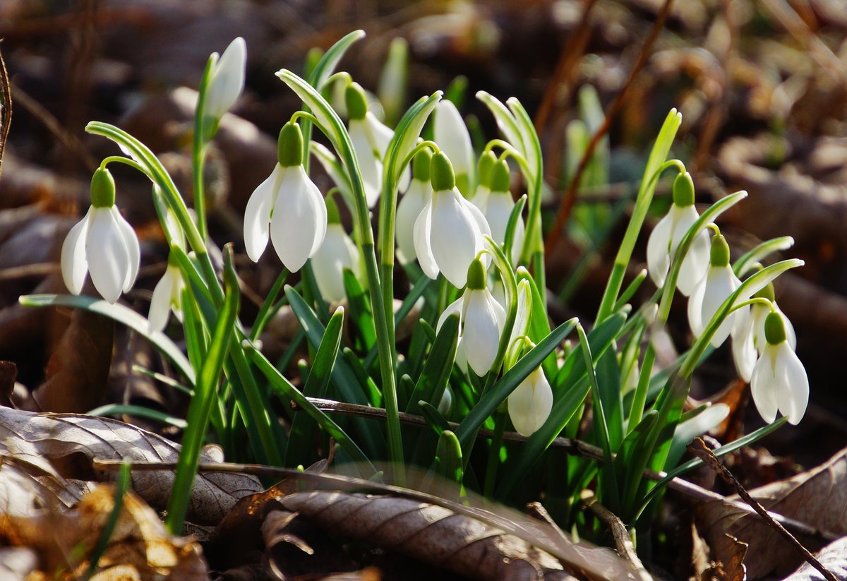 Die Schneeglockchen Bluhen Bereits