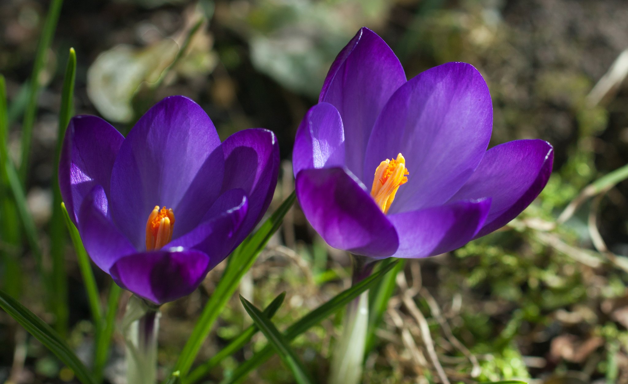Krokusse im Garten