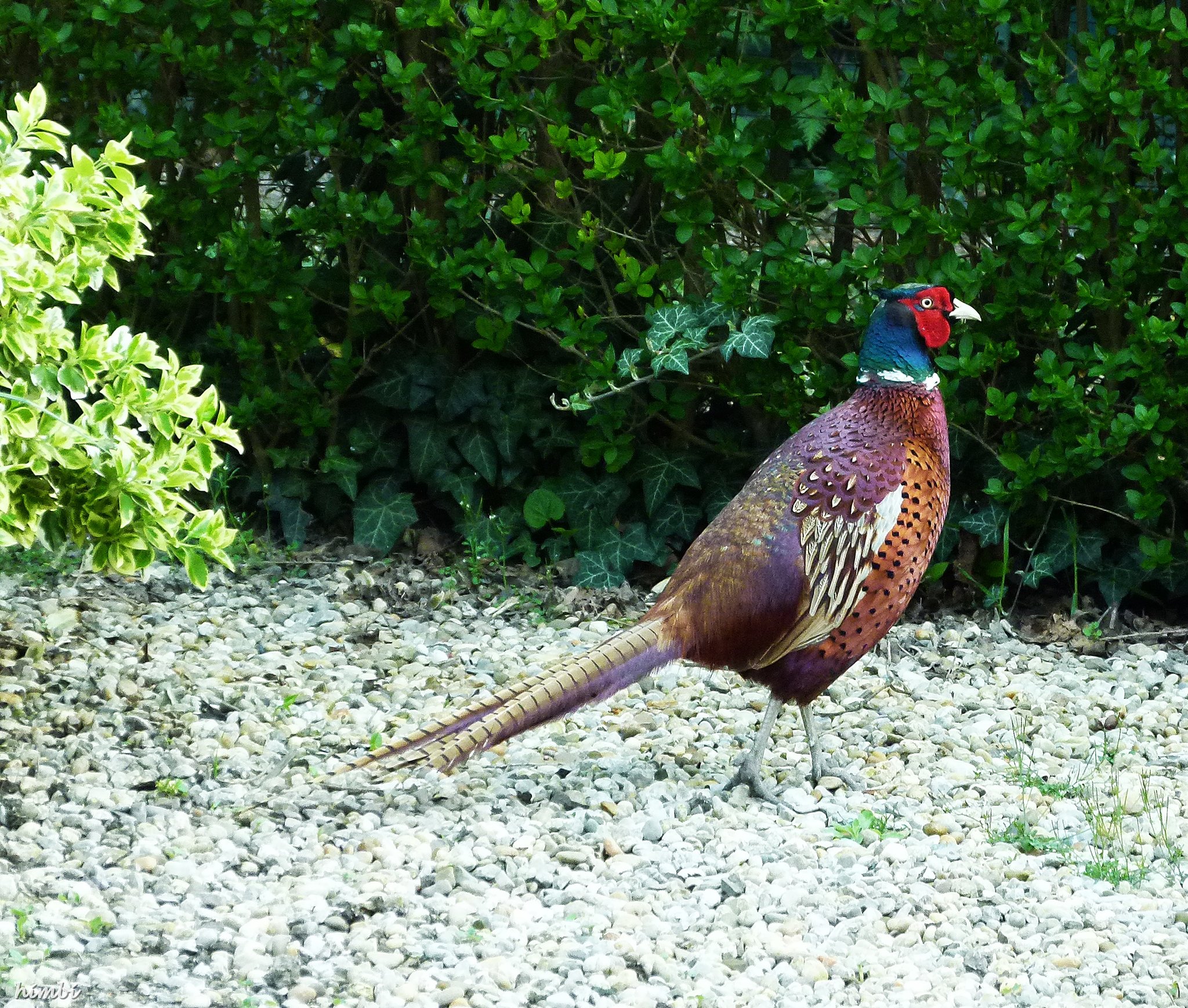Traumhaft schöner Fasan