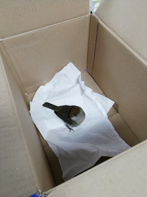 Wenn man auf dem Weg zur Arbeit einen Vogel findet, der beim Nachbarhaus gegen eine Scheibe geflogen ist. Zum Glück gibt es den Tiernotruf. Hoffe der Vogel erholt sich gut!  | Foto: Schguanin