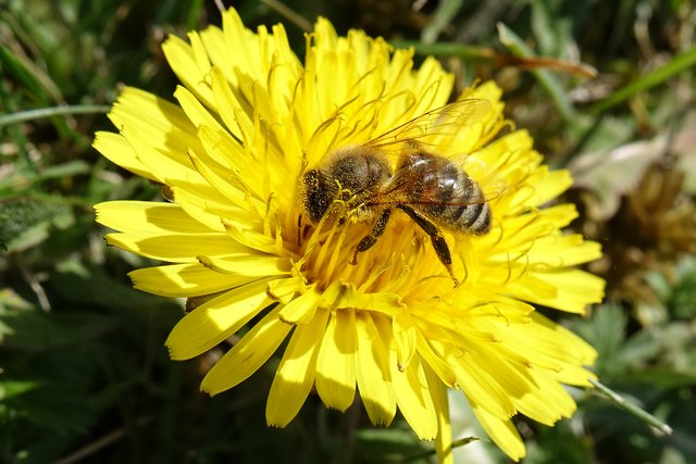 Nach kalten, finst`ren Wintertagen, die Bienen sich ins Freie wagen. 
Blüht dann noch gelb der Löwenzahn, geht`s mit dem Pollensammeln an.
Das Bienenvolk – ich sag es ehrlich – ist für uns Menschen unentbehrlich!

