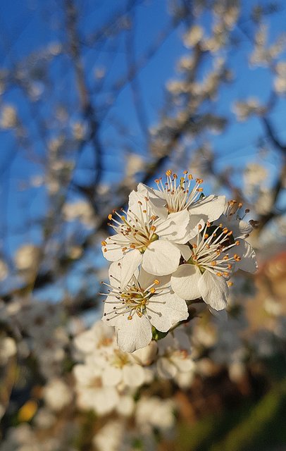So schöne Blüten .