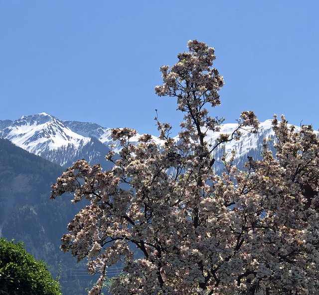 So schön ist unser Land Tirol, auf den Bergen noch viel Schnee wie im Winter, im Tal wie hier in Stans alles in voller Frühlingsblüte, wunderschön - oder ? | Foto: Julius Skamen