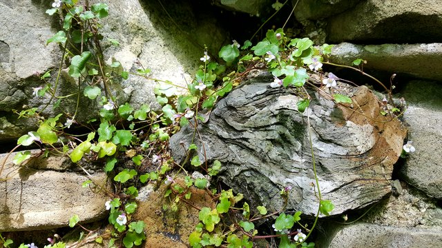 Auf einer Steinmauer entdeckt, ein bizarrer Stein umrankt von Mauerzimbelkraut.
Wenn man genau hinschaut, sieht er sehr gefährlich aus.