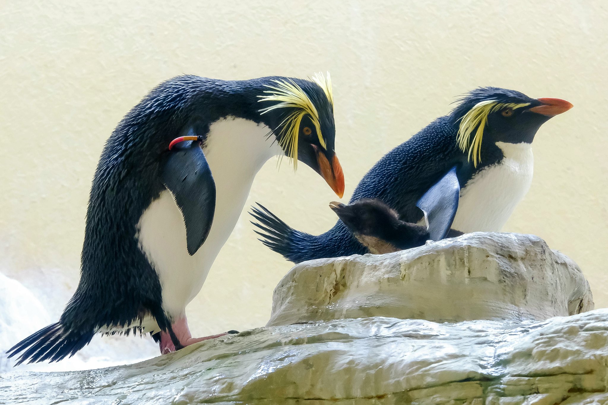 Herziger PinguinNachwuchs