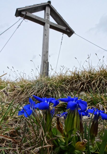 Das Gipfel-Platzerl auf dem Obersberg bei Schwarzau im Gebirge ist mit Frühlingsenzianen übersät, herrlich!