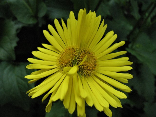 Kleine Laune der Natur