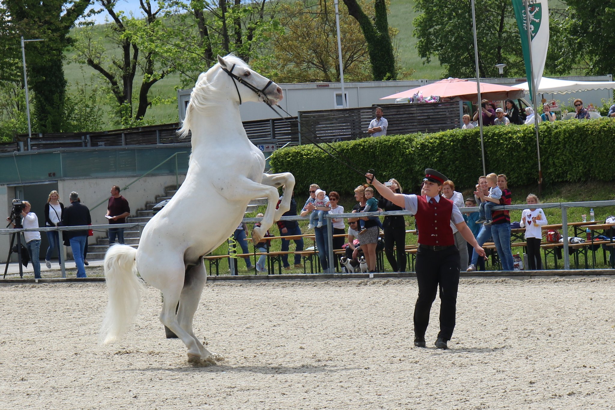 Die Lipizzaner in voller Pracht