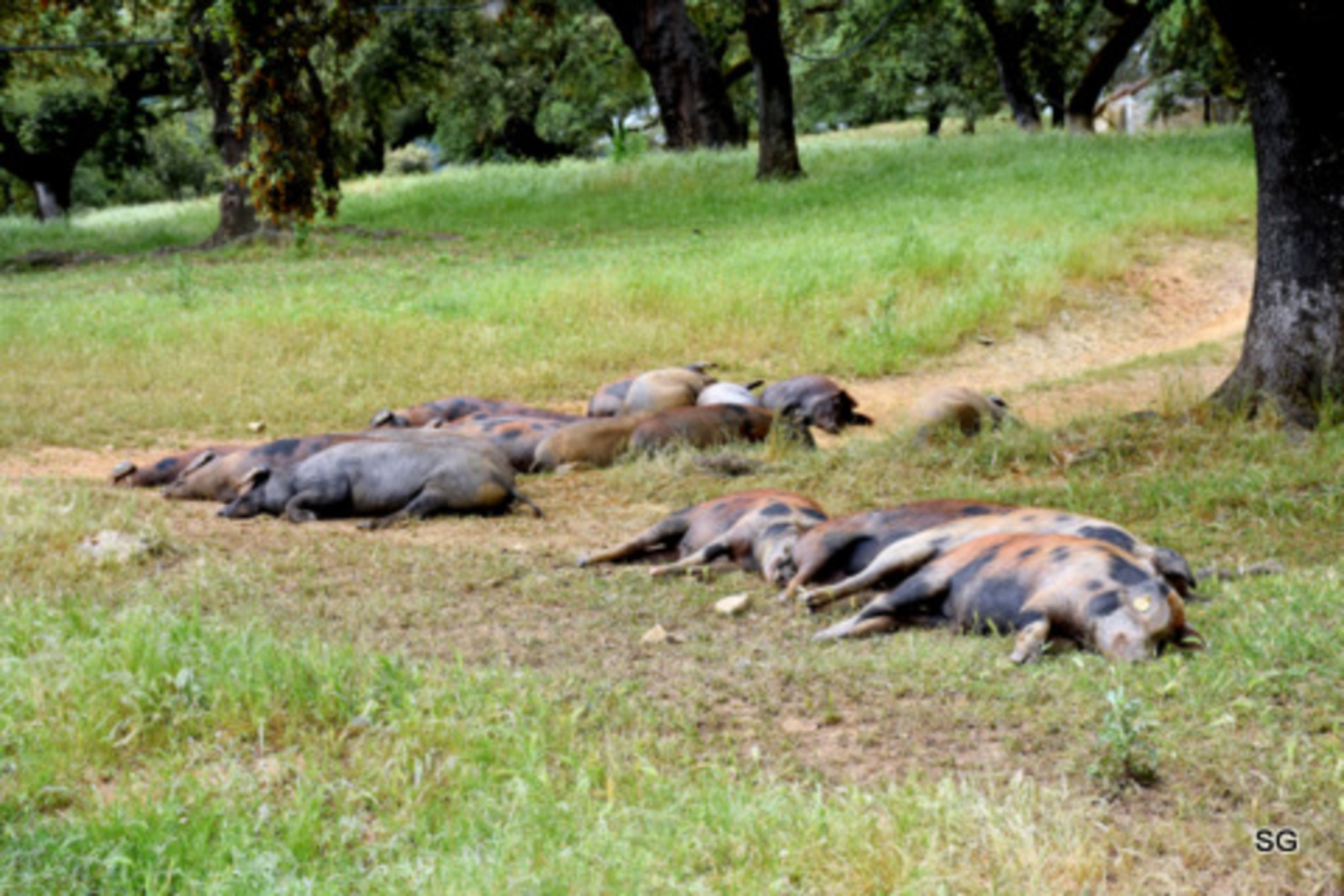 Im Wahrsten Sinne Des Wortes Synonym Im wahrsten Sinne des Wortes "faule Schweine"