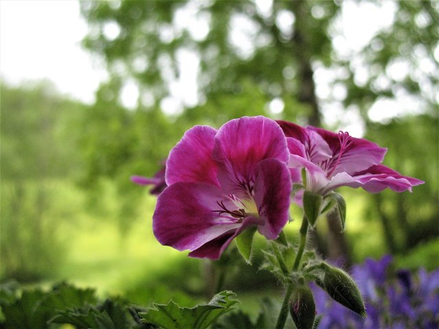 Blüten