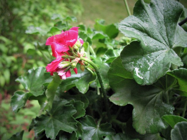 Kleiner Farbtupfer im Regen