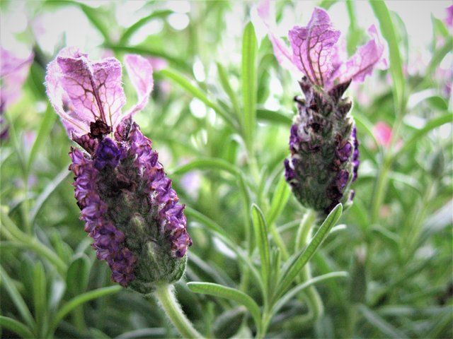 Schopflavendelblüten