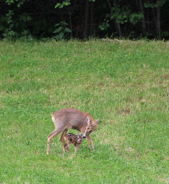Natur pur!
Macht alle eure Augen auf, schaltet euer Hirn ein und schützt und pflegt die Natur!