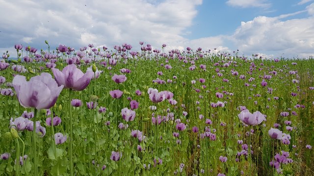 Der Mohn blüht nicht nur rot, wie man auf diesem Feld in Fischering sieht. | Foto: Johannes Kreuzer