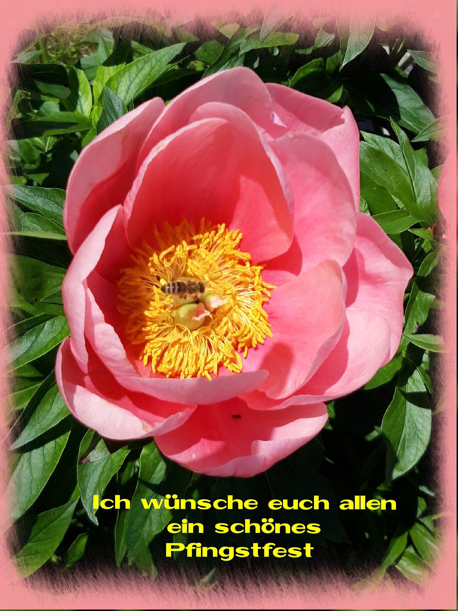 Ein schönes Pfingstfest