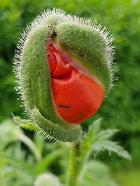 Das Krabbeln der Ameise bringt die Mohnknospe zum Lachen. | Foto: Johannes Kreuzer 