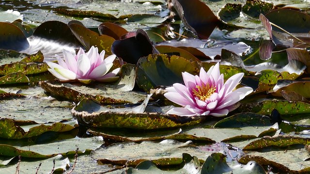 Die Seerosen im Biotop am Lavantradweg stehen in voller Blüte.  | Foto: Johannes Kreuzer 