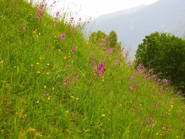 Eine Bergwiese mit Pechnelken