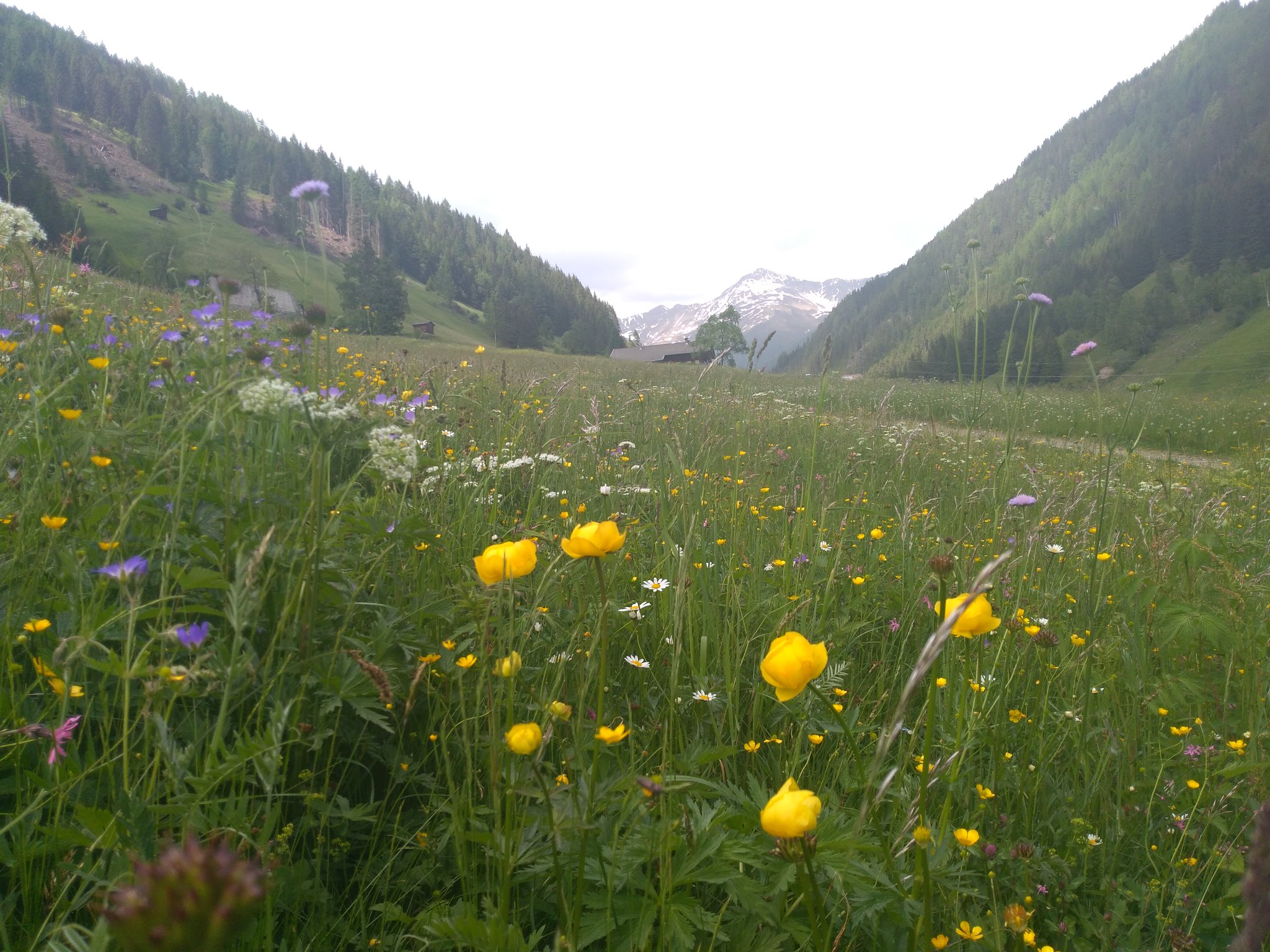 Bergwiese im Winkeltal