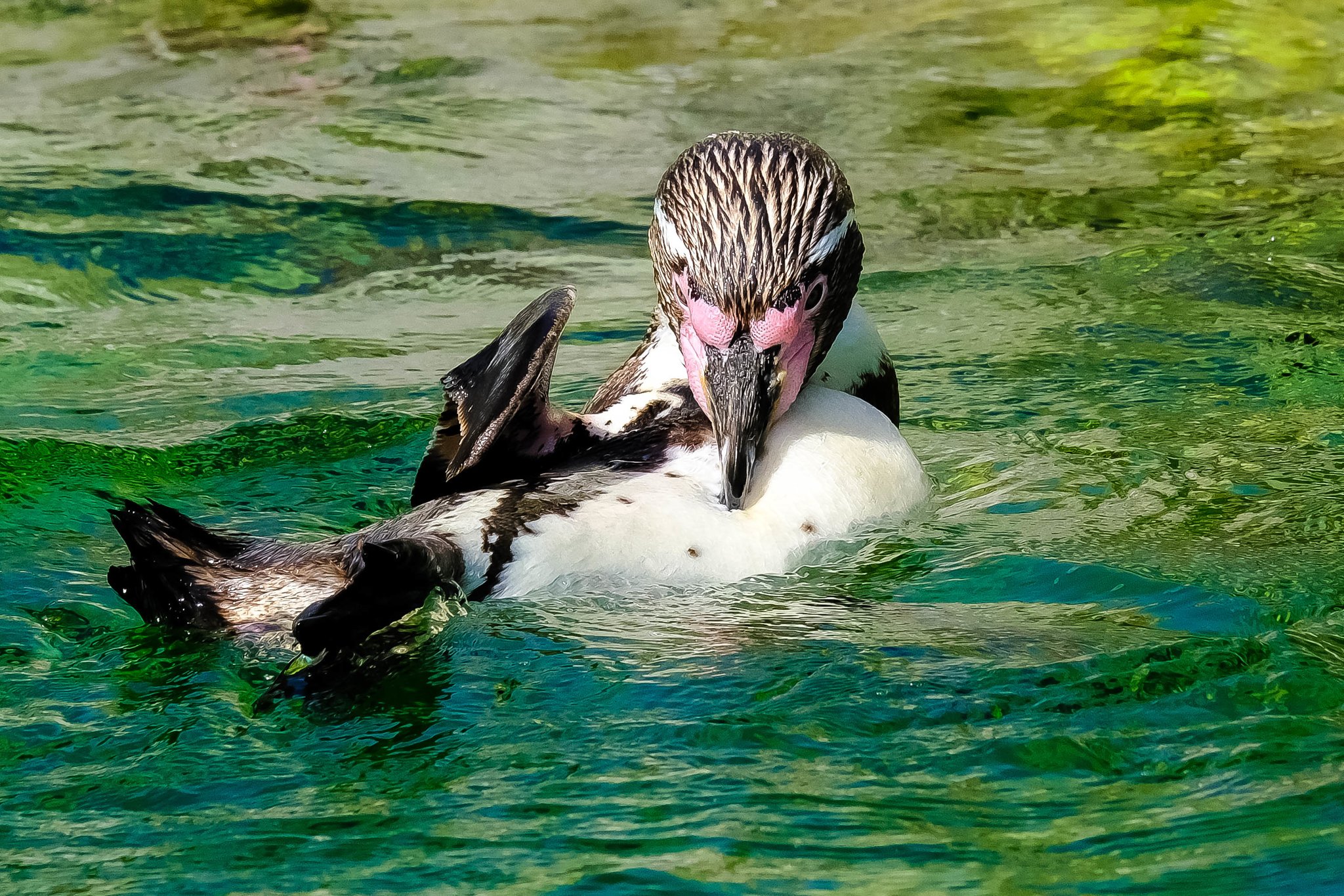 Heute Ist Badetag Angesagt