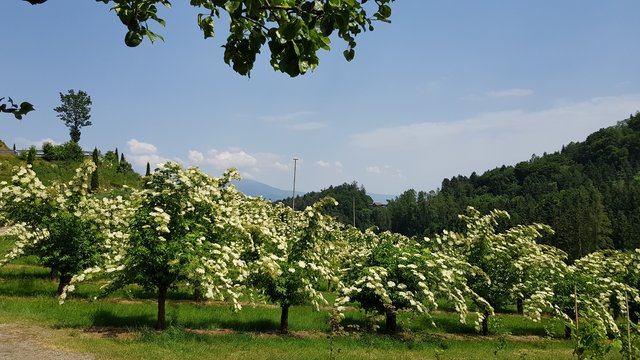 Die Holunderfelder am Aichberg stehen in Vollblüte. | Foto: Johannes Kreuzer 