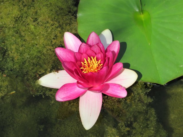 Die Königin auf dem Gartenteich!