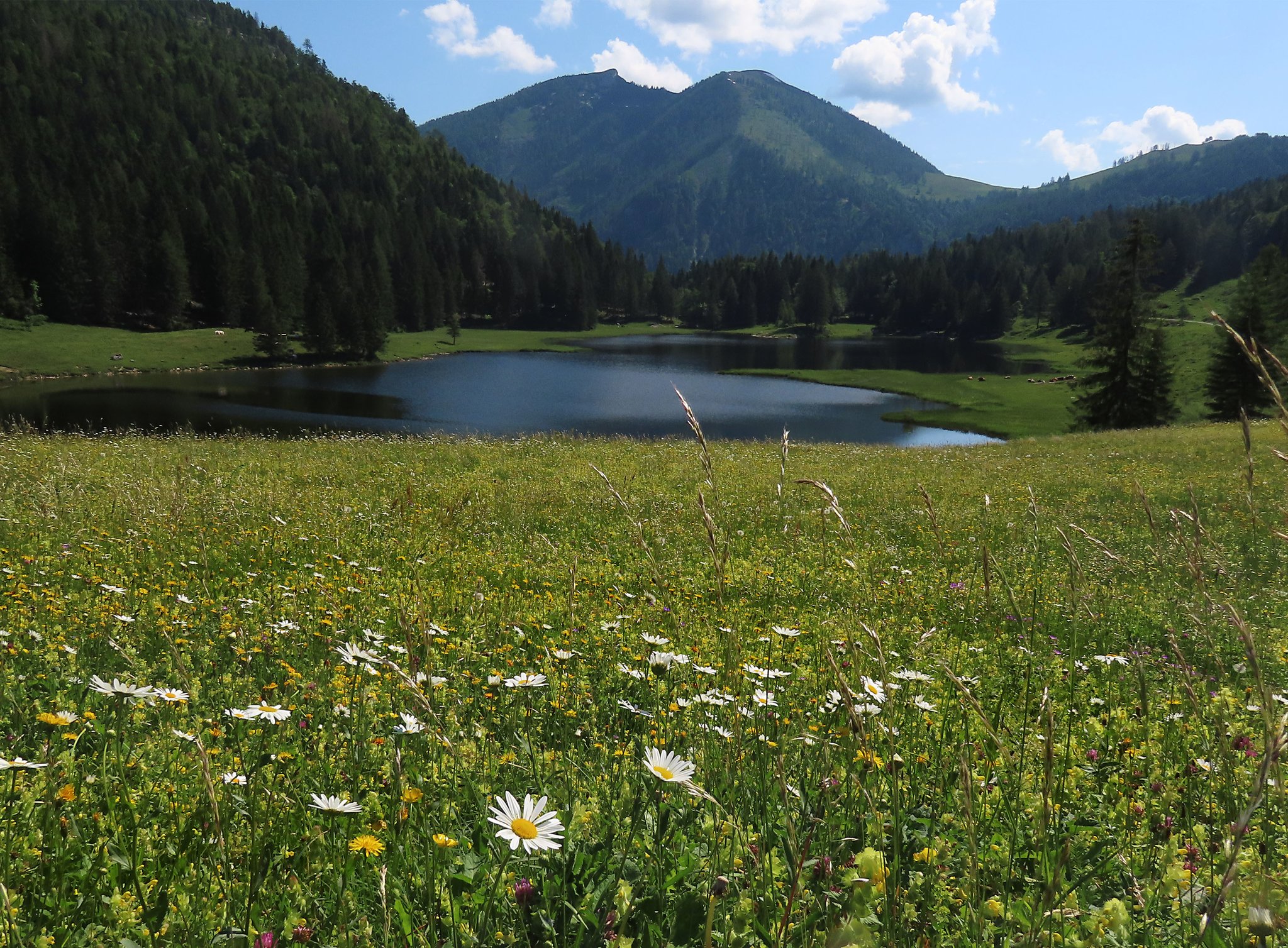 Blumenwiese am Seewaldsee