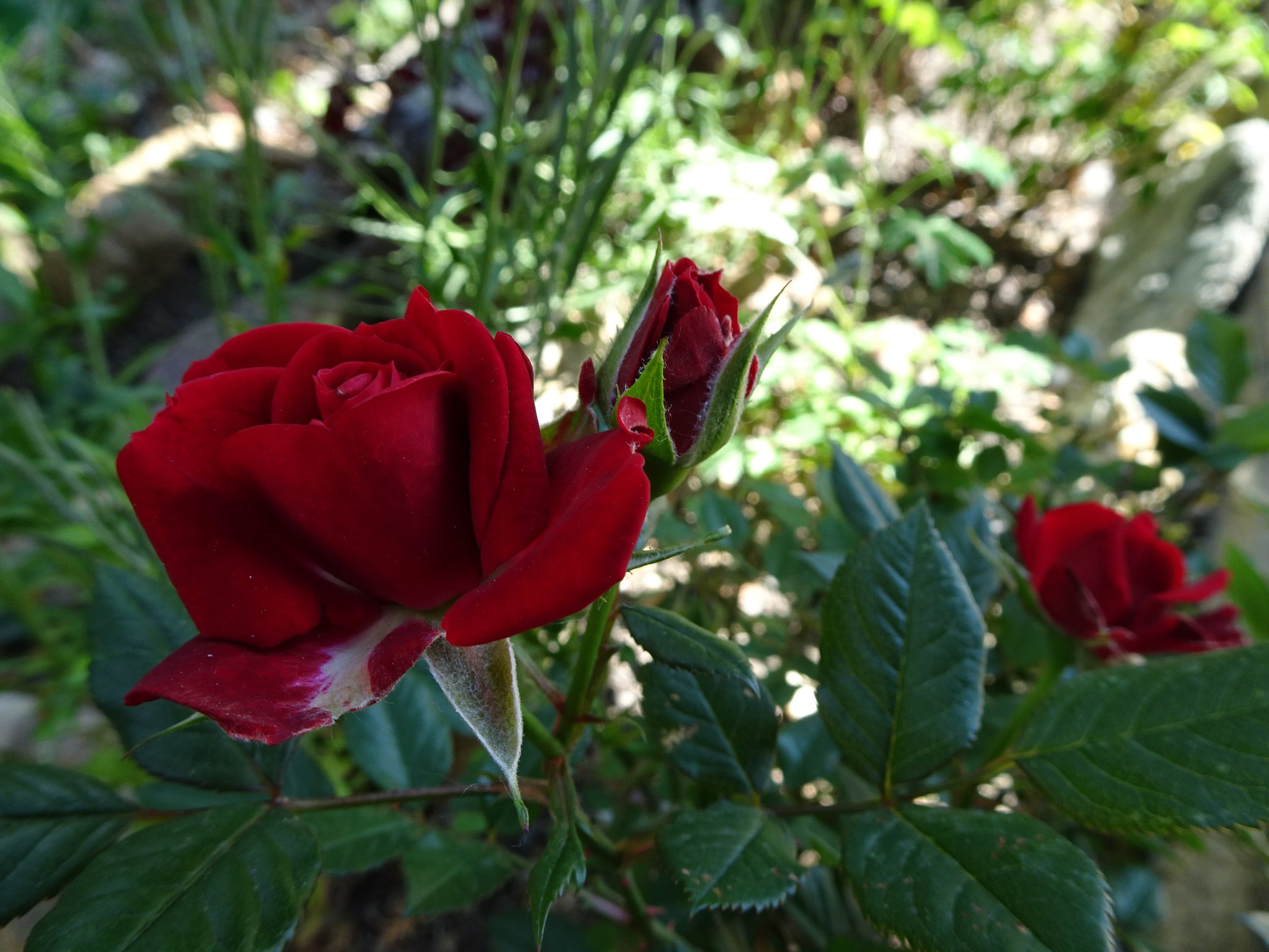 kloster im namen der rose