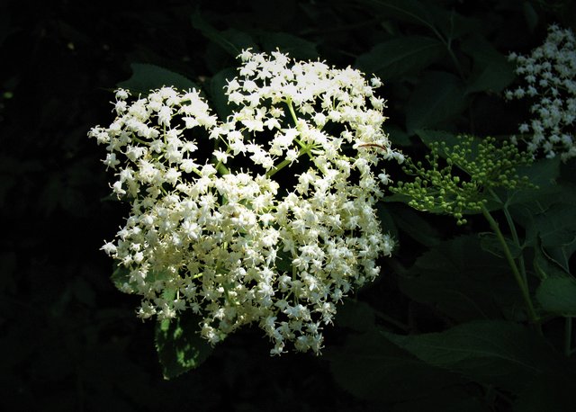 Holunderblüten
