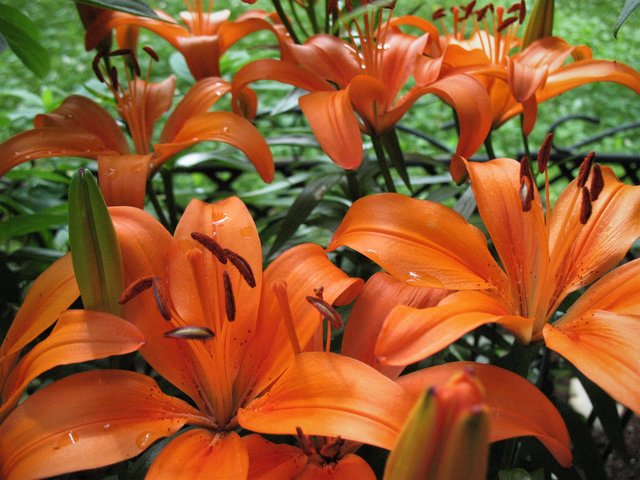 Blüten