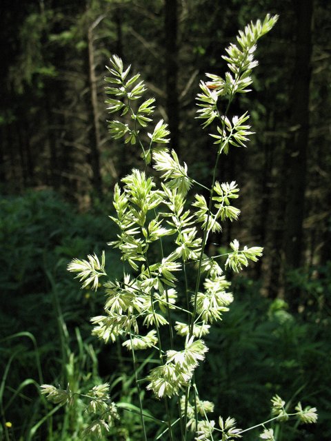 Gräser am Waldrand