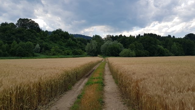 Auch der Weizen wartet auf den Mähdrescher.  | Foto: Johannes Kreuzer 