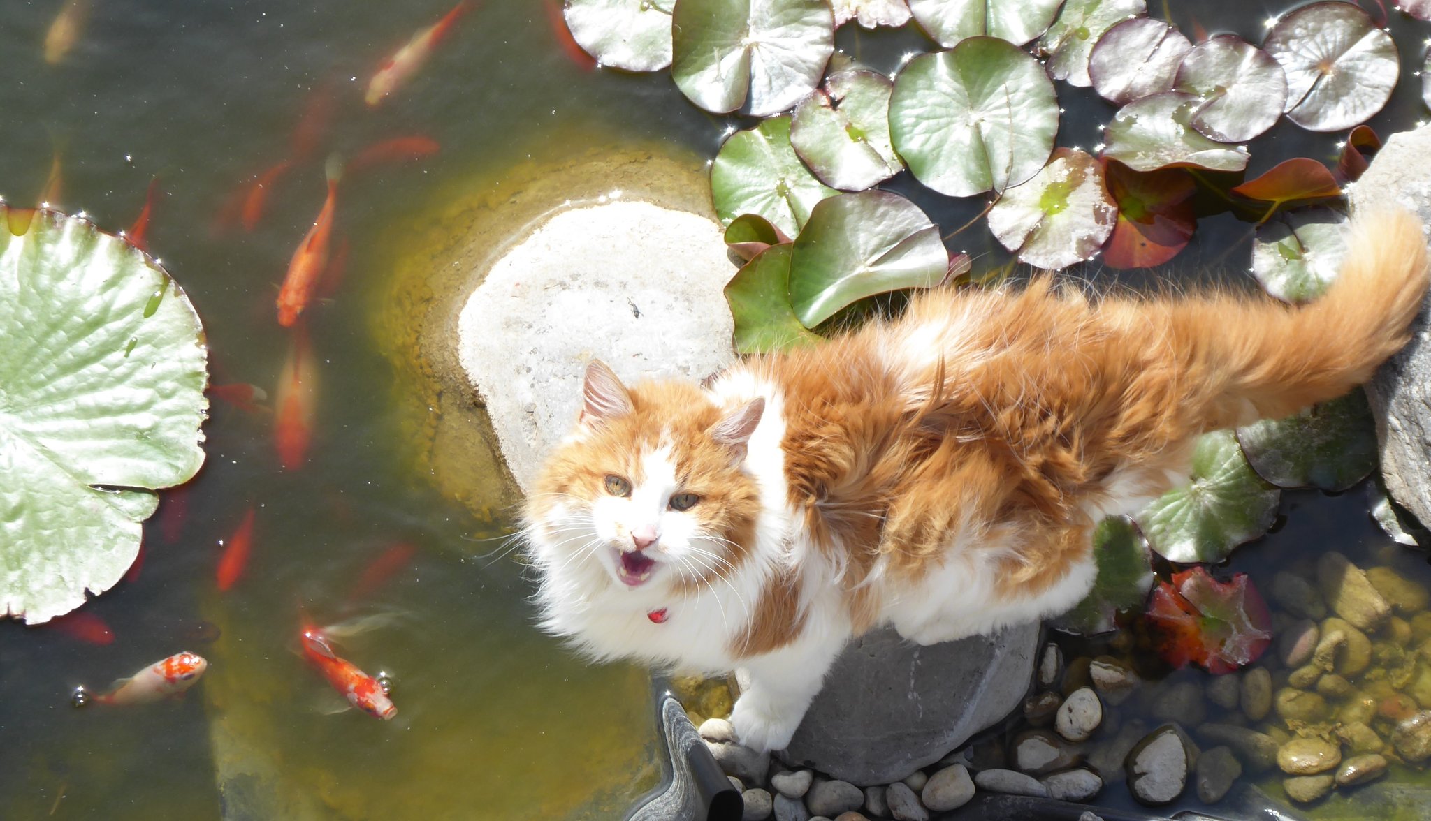 Katze passt auf ihre Fische auf und frißt sie nicht!