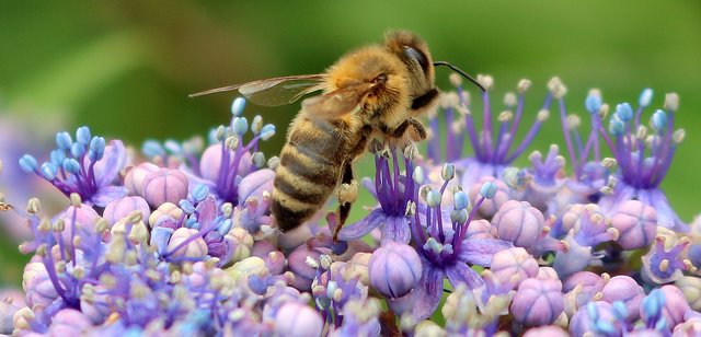 FLOTTES BIENCHEN STEHT IM DOPPELTEN SINN DES WORTES AUF HORTENSIENBLÜTEN; HIER IN EINEM VORGARTEN IN BRAUNAU AM INN