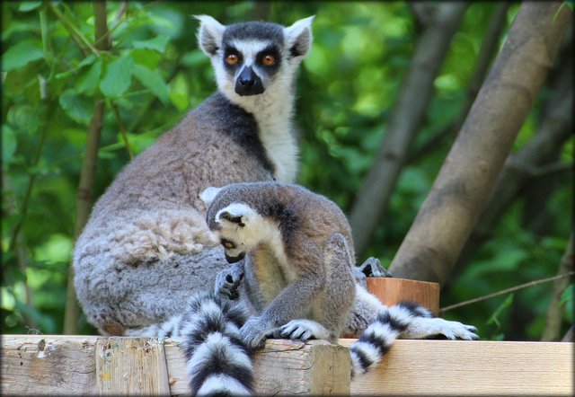 Kattas im Hellbrunner Zoo