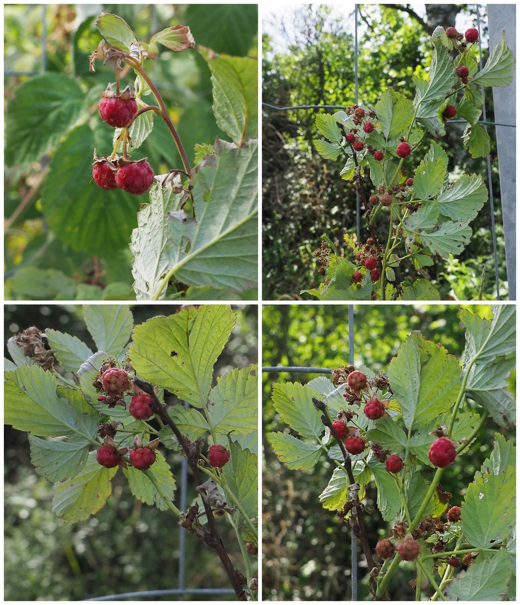 Wilde Himbeeren