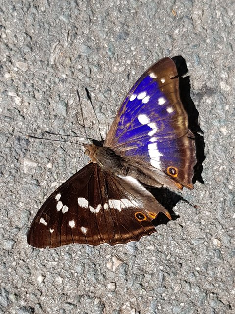Auf einem Parkplatz in Wolfsberg flatterte mir dieser Schillerfalter vor die Füße.  | Foto: Johannes Kreuzer 