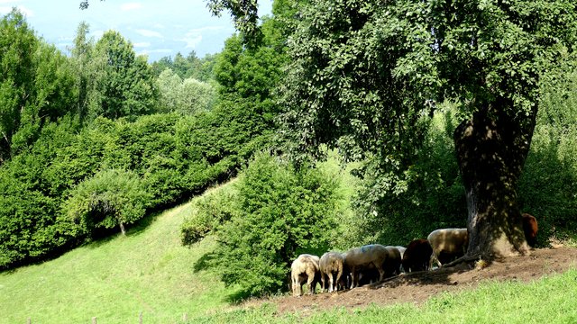 Bei diesen Temperaturen sind Schattenplätze "heiß" begehrt.  | Foto: Johannes Kreuzer 