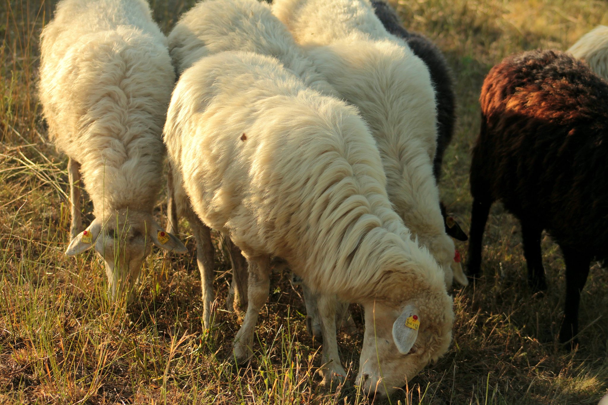 die lebenden Rasenmäher.