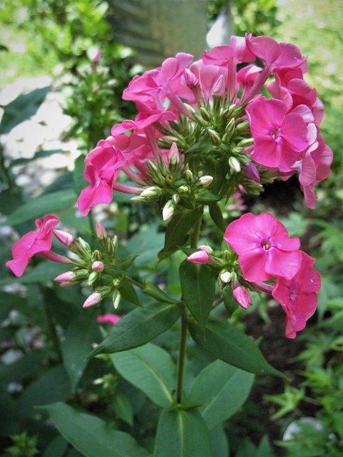 Phlox oder auch Flammenblume genannt