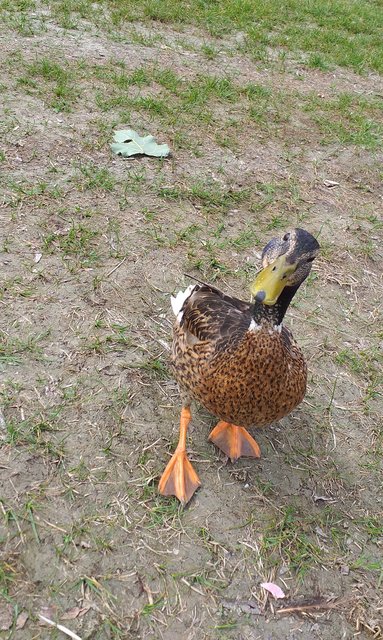Eine neugierige Ente am Innsbrucker Baggersee. Mit dem Handy und ohne Zoom aufgenommen.  | Foto: Ursula Painer 