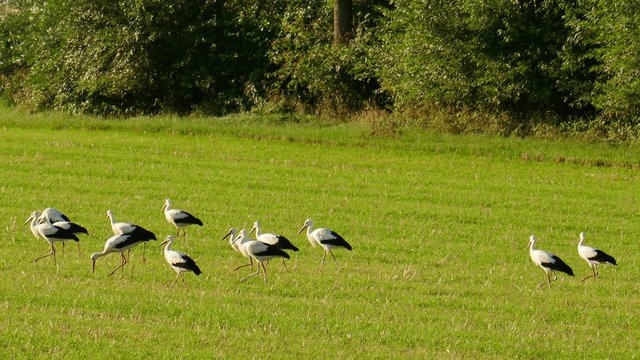 Auch die Störche müssen auf ihrer Reise in den Süden manchmal eine kleine Pause machen, wie hier in St. Jakob bei Wolfsberg. | Foto: Johannes Kreuzer 