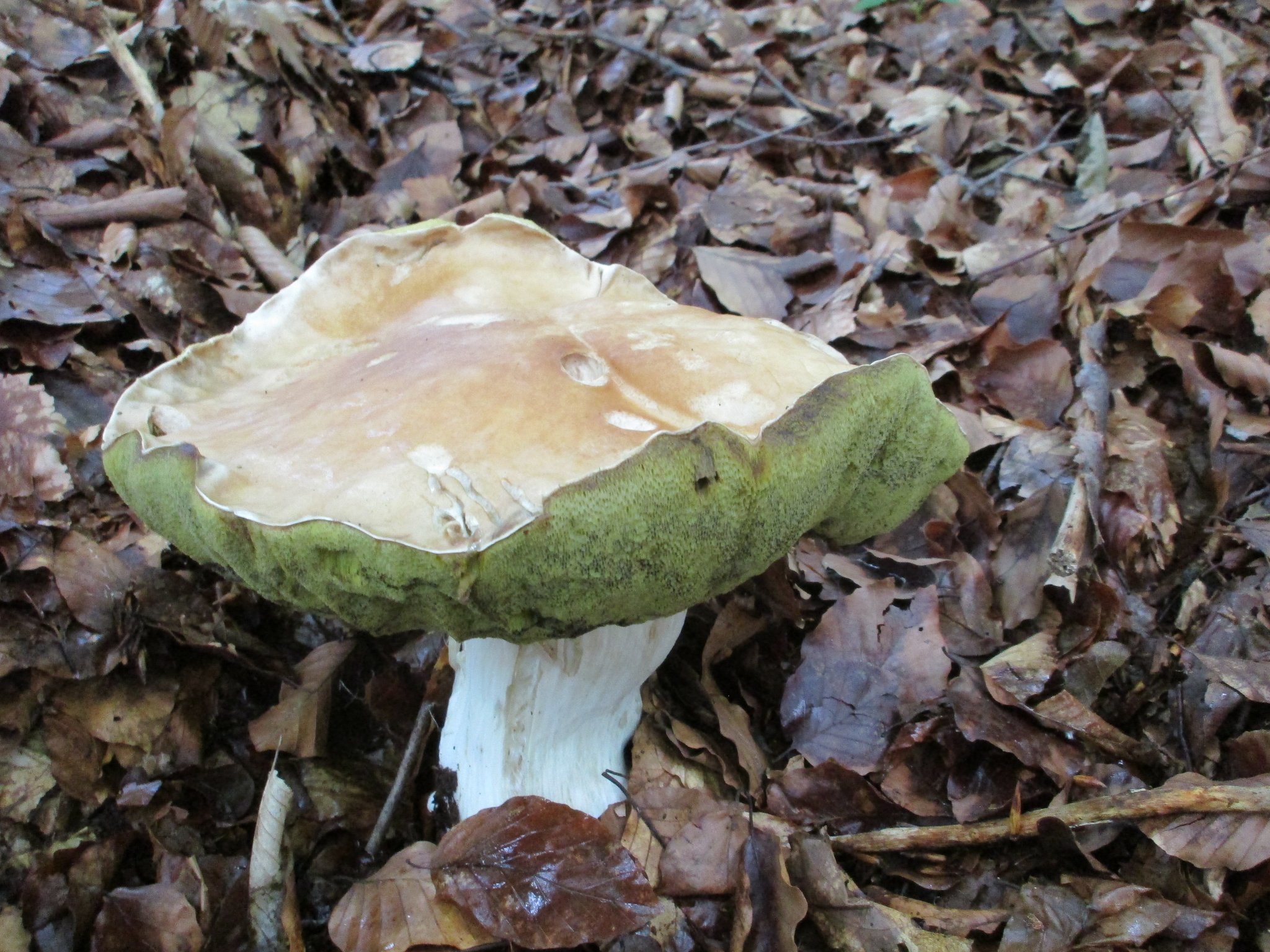 1-kg-steinpilz-fund-in-bergheim