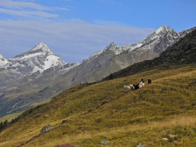 Schafe als Wegbegleiter beim Aufstieg zum Straßkopf 2401m