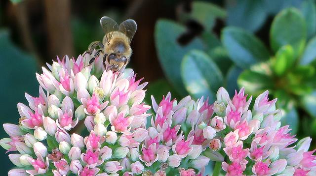 Biene beim Nektarsammeln auf FETTER HENNE im eigenen Garten in Braunau am Inn